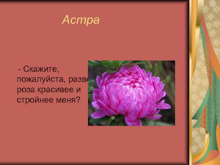 Астра - Скажите, пожалуйста, разве роза красивее и стройнее меня? 