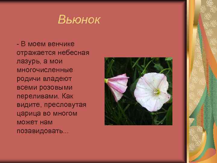 Вьюнок - В моем венчике отражается небесная лазурь, а мои многочисленные родичи владеют всеми