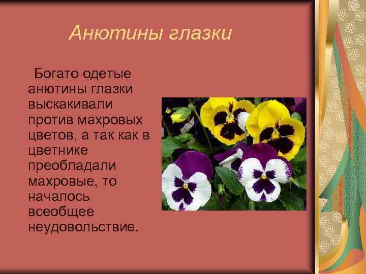 Анютины глазки Богато одетые анютины глазки выскакивали против махровых цветов, а так как в