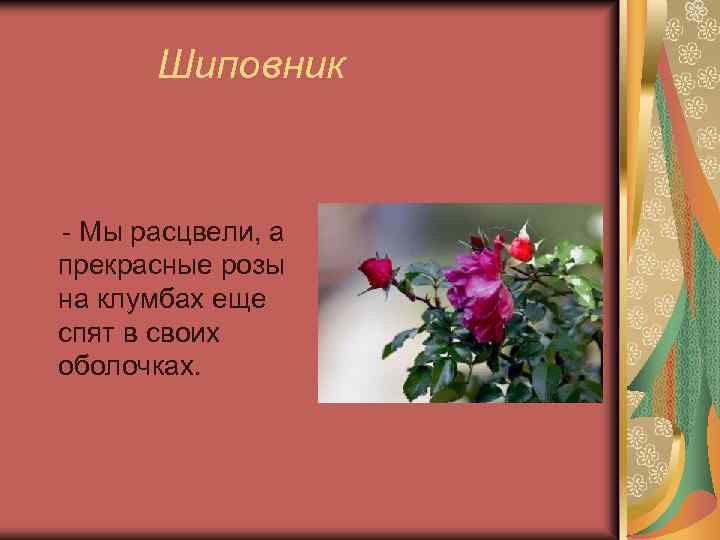 Шиповник - Мы расцвели, а прекрасные розы на клумбах еще спят в своих оболочках.