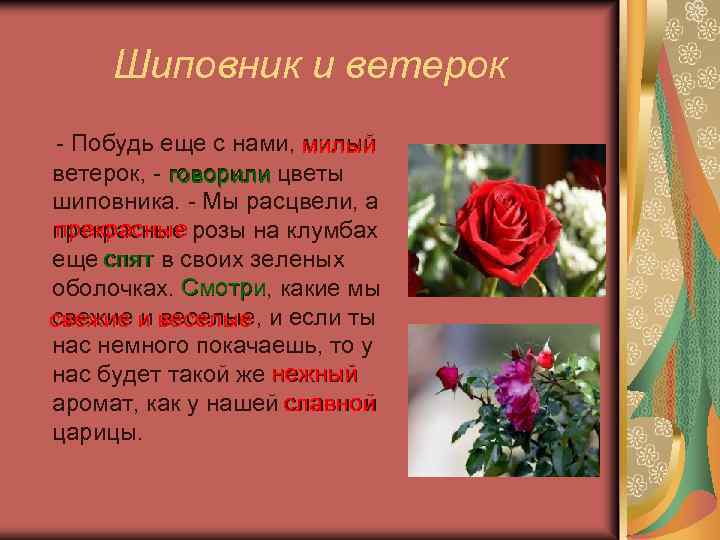 Шиповник и ветерок - Побудь еще с нами, милый ветерок, - говорили цветы шиповника.
