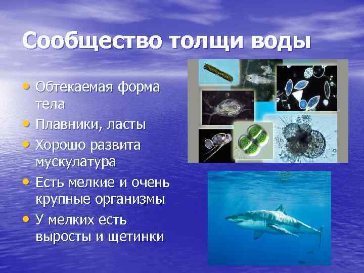 Сообщество толщи воды • Обтекаемая форма • • тела Плавники, ласты Хорошо развита мускулатура