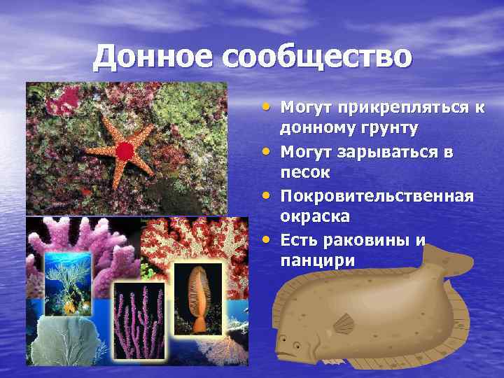 Донное сообщество • Могут прикрепляться к • • • донному грунту Могут зарываться в