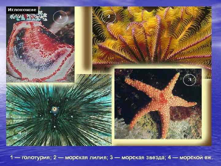 1 — голотурия; 2 — морская лилия; 3 — морская звезда; 4 — морской