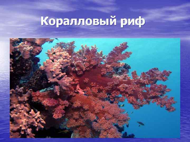 Коралловый риф 