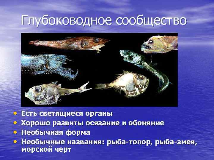 Глубоководное сообщество • • Есть светящиеся органы Хорошо развиты осязание и обоняние Необычная форма