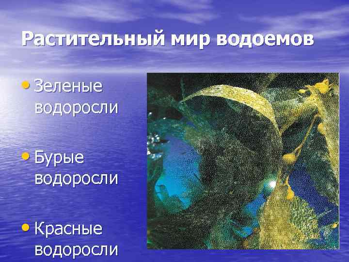 Растительный мир водоемов • Зеленые водоросли • Бурые водоросли • Красные водоросли 