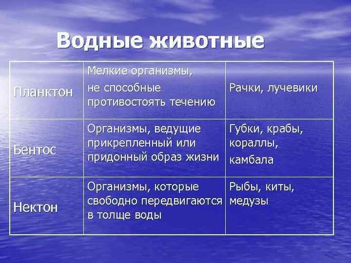 Водные животные Планктон Бентос Нектон Мелкие организмы, не способные противостоять течению Рачки, лучевики Организмы,