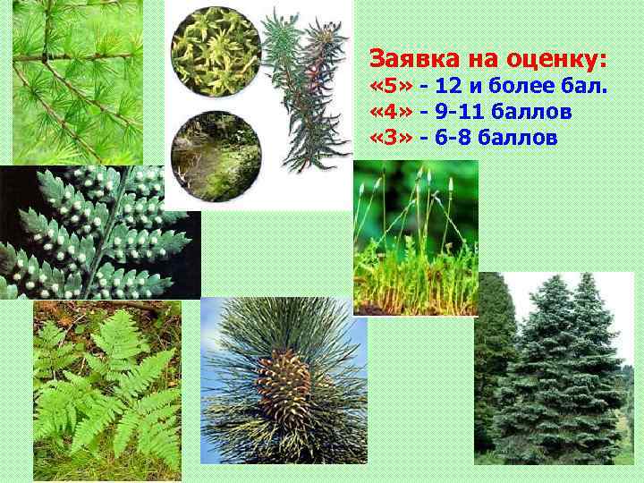 Заявка на оценку: « 5» - 12 и более бал. « 4» - 9