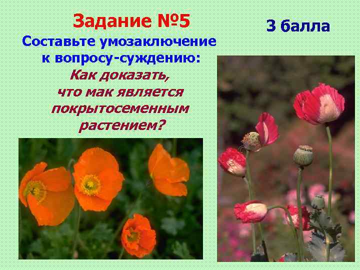 Задание № 5 Составьте умозаключение к вопросу-суждению: Как доказать, что мак является покрытосеменным растением?