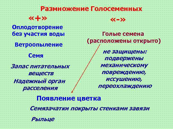Размножение Голосеменных «+» Оплодотворение без участия воды Ветроопыление Семя Запас питательных веществ Надежный орган