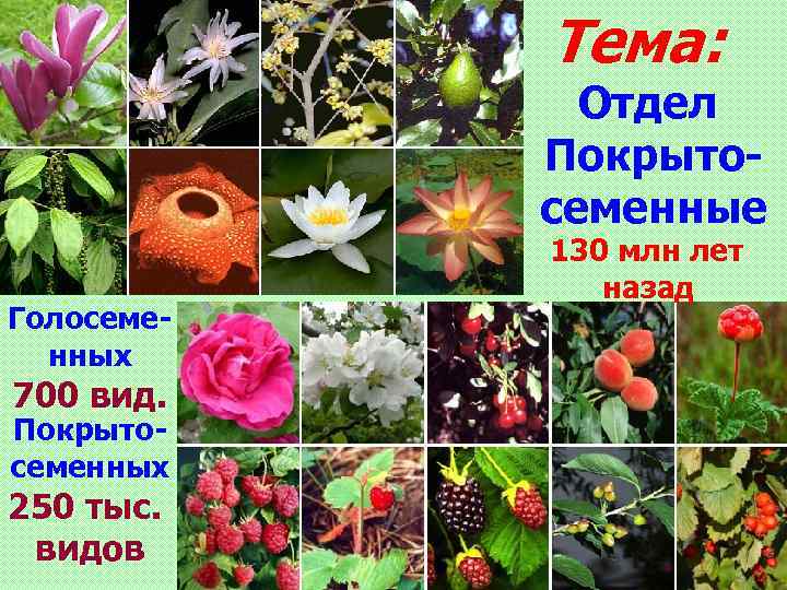Тема: Отдел Покрытосеменные Голосеменных 700 вид. Покрытосеменных 250 тыс. видов 130 млн лет назад