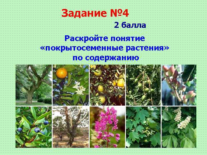 Задание № 4 2 балла Раскройте понятие «покрытосеменные растения» по содержанию 