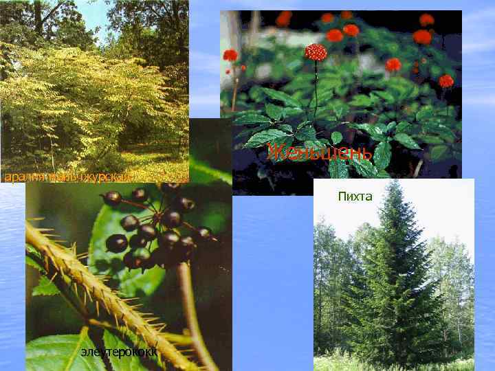 Женьшень аралия маньчжурская Пихта элеутерококк 