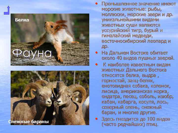  • Промышленное значение имеют Белка Фауна • • Снежные бараны • морские животные: