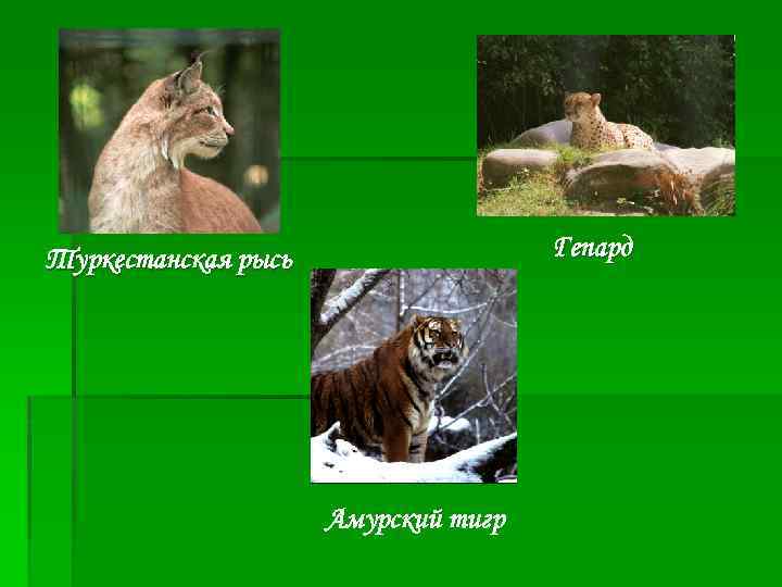 Гепард Туркестанская рысь Амурский тигр 