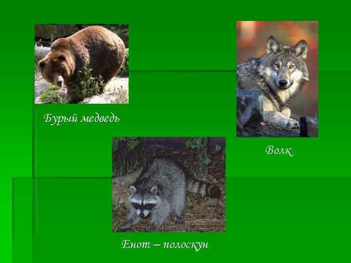 Бурый медведь Волк Енот – полоскун 