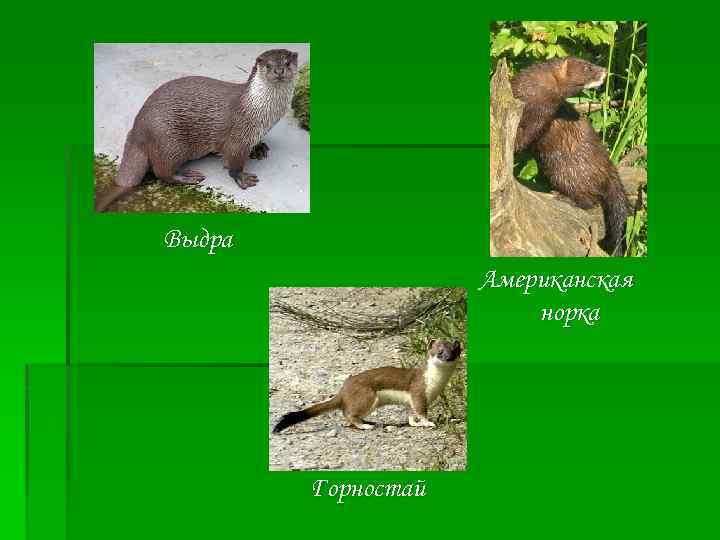 Выдра Американская норка Горностай 