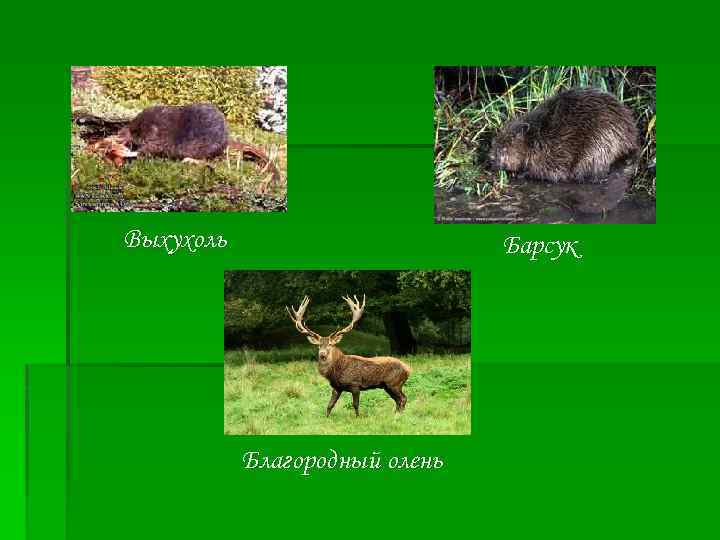 Выхухоль Барсук Благородный олень 