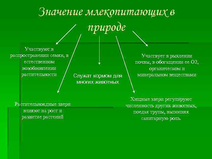 Значение млекопитающих в природе Участвуют в распространении семян, в естественном возобновлении растительности Служат кормом