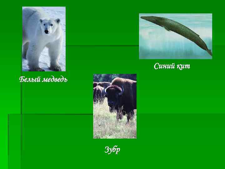 Синий кит Белый медведь Зубр 
