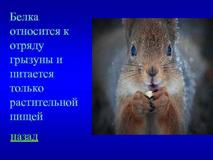 Белка относится к отряду грызуны и питается только растительной пищей назад 