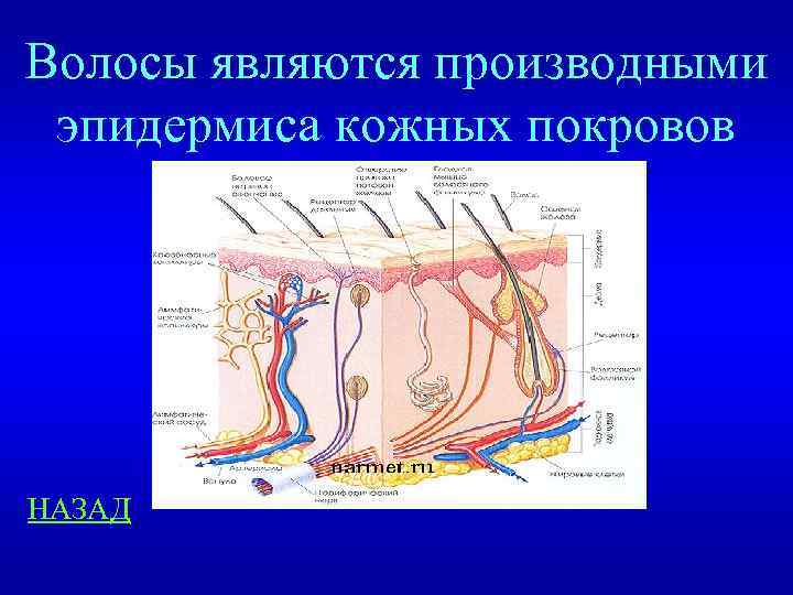 Волосы являются производными эпидермиса кожных покровов НАЗАД 