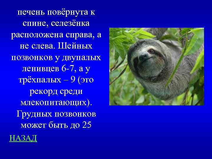 печень повёрнута к спине, селезёнка расположена справа, а не слева. Шейных позвонков у двупалых