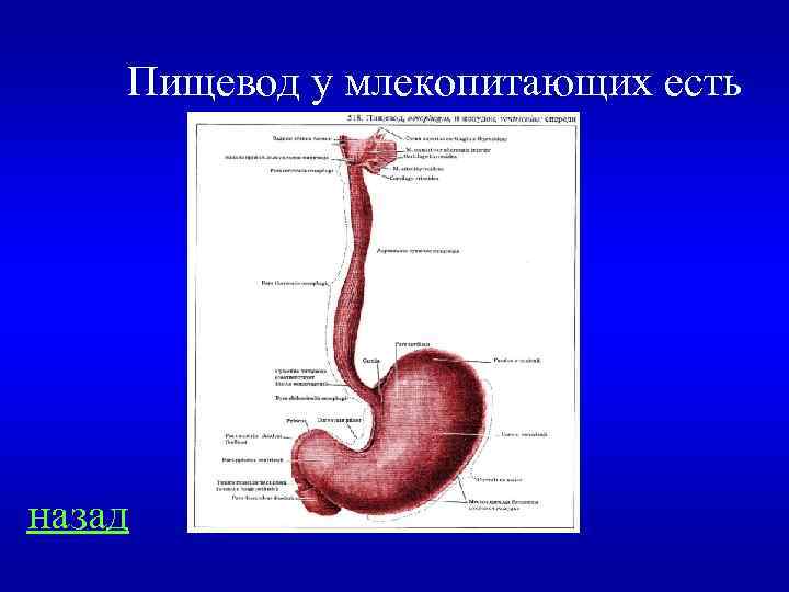 Пищевод у млекопитающих есть назад 