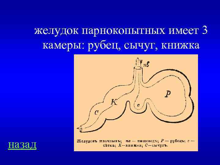 желудок парнокопытных имеет 3 камеры: рубец, сычуг, книжка назад 