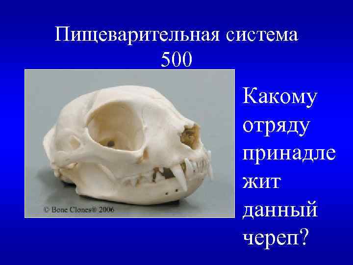 Пищеварительная система 500 Какому отряду принадле жит данный череп? 