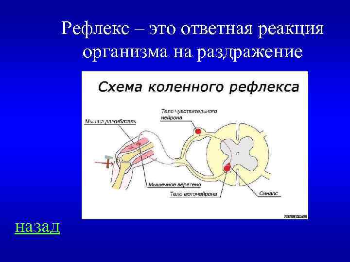 Рефлекс – это ответная реакция организма на раздражение назад 