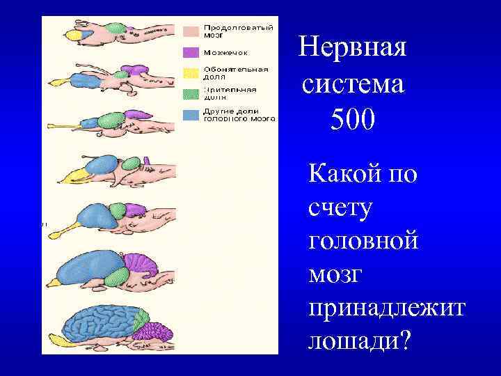 Нервная система 500 Какой по счету головной мозг принадлежит лошади? 