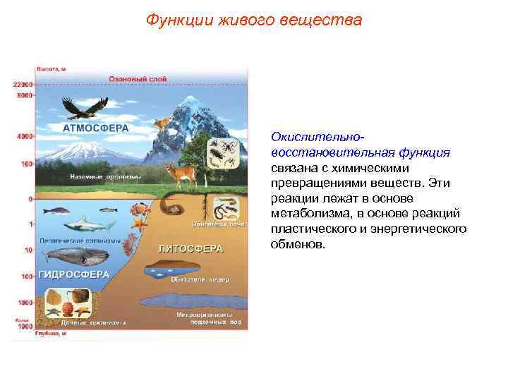 Функции живого вещества Окислительновосстановительная функция связана с химическими превращениями веществ. Эти реакции лежат в