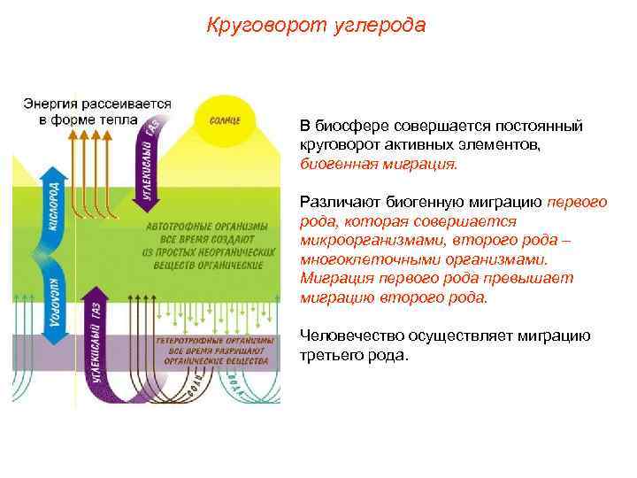 Круговорот углерода В биосфере совершается постоянный круговорот активных элементов, биогенная миграция. Различают биогенную миграцию