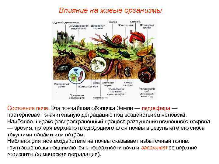 Влияние на живые организмы Состояние почв. Эта тончайшая оболочка Земли — педосфера — претерпевает