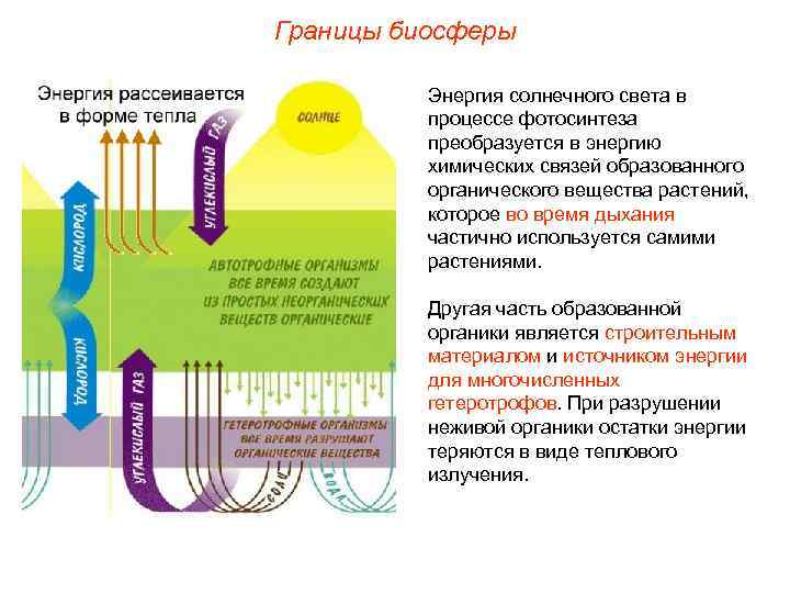 Границы биосферы Энергия солнечного света в процессе фотосинтеза преобразуется в энергию химических связей образованного