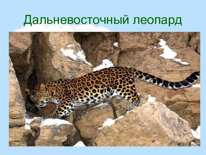 Дальневосточный леопард 