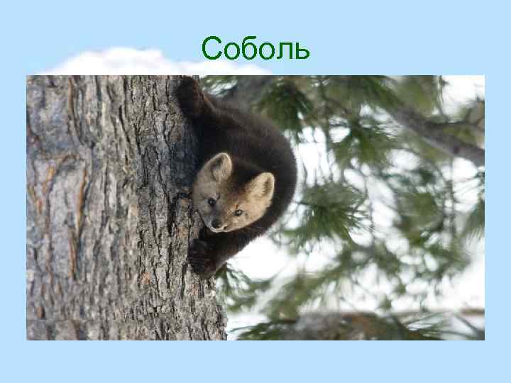 Соболь 