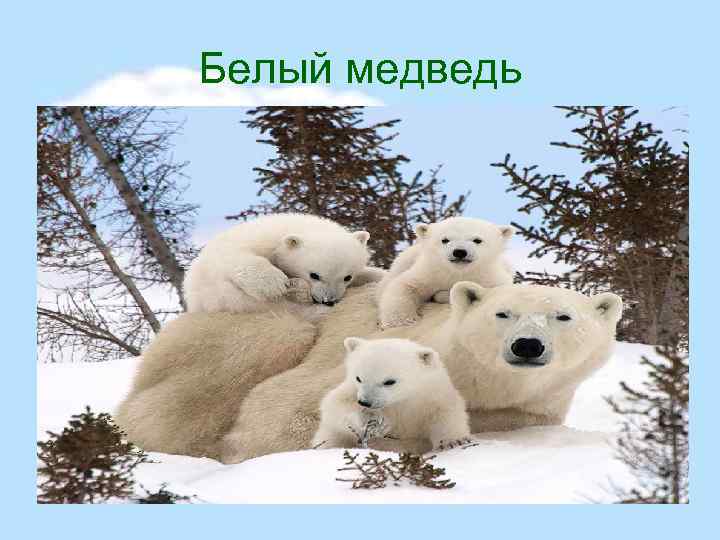 Белый медведь 