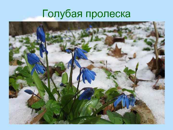 Голубая пролеска 
