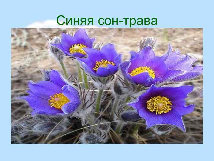 Синяя сон-трава 