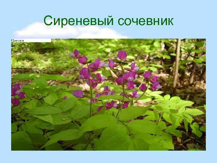 Сиреневый сочевник 