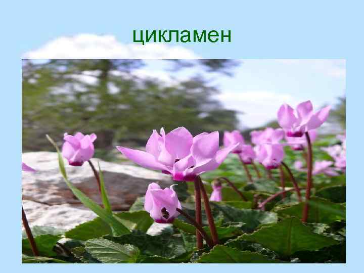 цикламен 