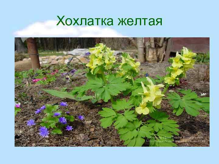 Хохлатка желтая 