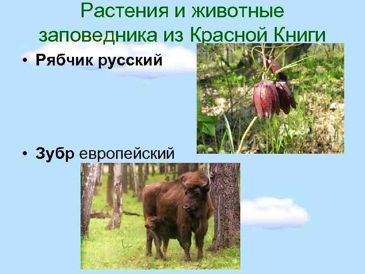 Растения и животные заповедника из Красной Книги • Рябчик русский • Зубр европейский 