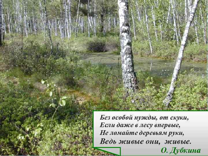 Без особой нужды, от скуки, Если даже в лесу впервые, Не ломайте деревьям руки,