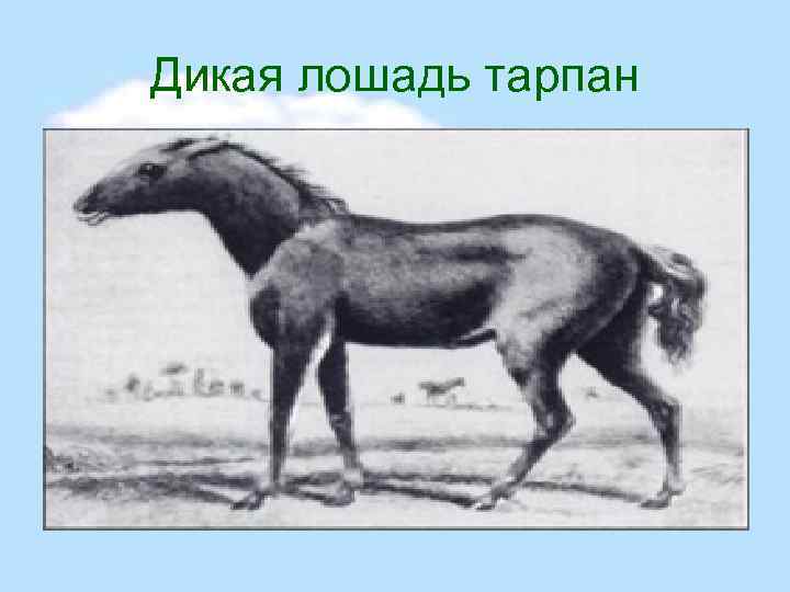 Дикая лошадь тарпан 