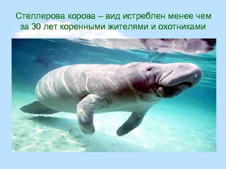  Стеллерова корова – вид истреблен менее чем за 30 лет коренными жителями и