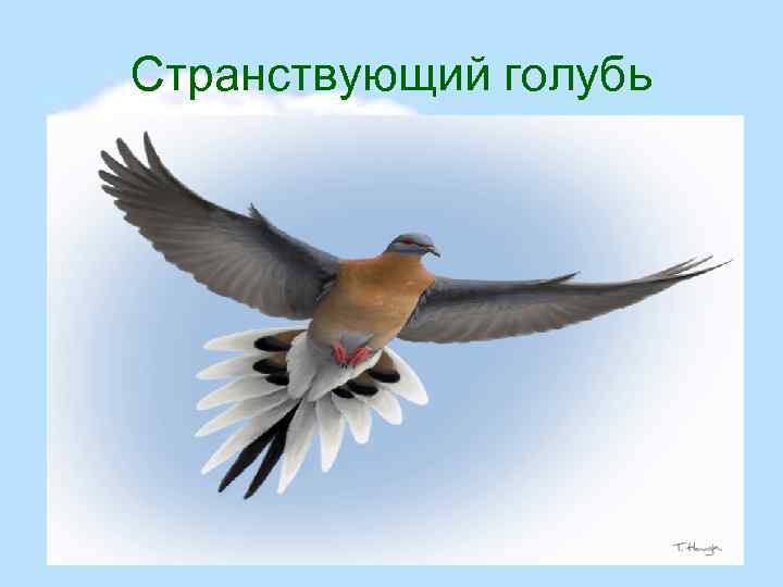 Странствующий голубь 